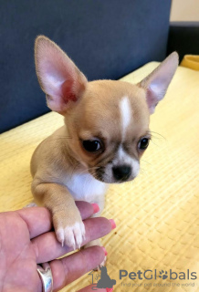 Foto №4. Ich werde verkaufen chihuahua in der Stadt Zrenjanin. züchter - preis - verhandelt