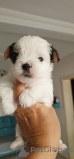 Foto №3. Biver Prinzessin. Türkei