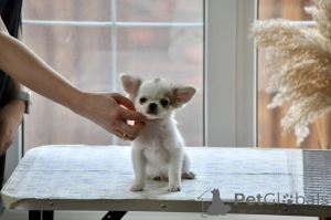 Foto №3. Chihuahua männlicher langer Soat. Russische Föderation