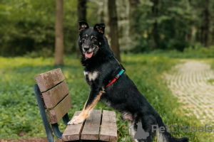 Foto №2 zu Ankündigung № 124215 zu verkaufen mischlingshund - einkaufen Russische Föderation aus dem tierheim