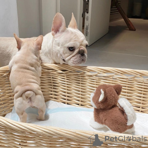 Foto №2 zu Ankündigung № 36204 zu verkaufen französische bulldogge - einkaufen USA quotient 	ankündigung