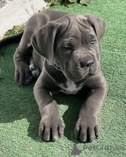 Foto №3. Cane Corso-Welpen. USA