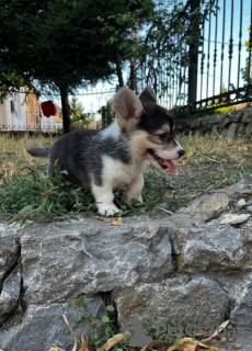 Foto №3. Welsh Corgi Pembroke Welpen. Serbien