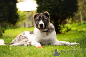 Foto №2 zu Ankündigung № 120166 zu verkaufen mischlingshund - einkaufen Russische Föderation quotient 	ankündigung