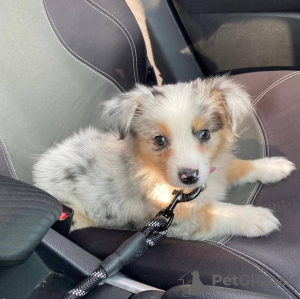 Foto №1. australian shepherd - zum Verkauf in der Stadt Bucharest | Frei | Ankündigung № 109534