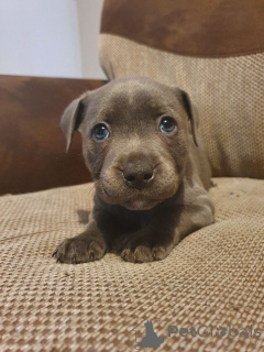 Foto №1. staffordshire bull terrier - zum Verkauf in der Stadt Helsinki | 1000€ | Ankündigung № 158975