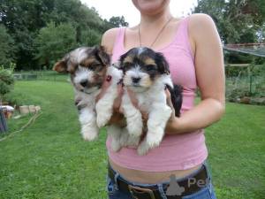 Foto №1. biewer terrier - zum Verkauf in der Stadt Gefällt mir | verhandelt | Ankündigung № 161024