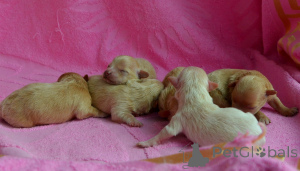 Foto №3. MALTIPU Doktor der Naturwissenschaften 21.04.2026. Karamellfarbe.. Ukraine