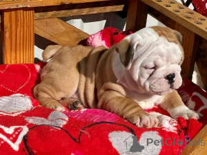 Foto №1. englische bulldogge - zum Verkauf in der Stadt Berlin | 1500€ | Ankündigung № 139064