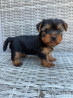 Foto №1. yorkshire terrier - zum Verkauf in der Stadt Bamberg | verhandelt | Ankündigung № 175316