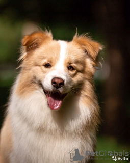 Zusätzliche Fotos: Border Collie Welpen, der klügste Hund der Welt