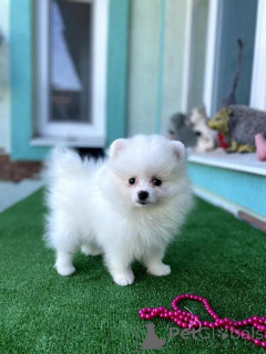 Foto №1. pommersche spitz - zum Verkauf in der Stadt Braga | verhandelt | Ankündigung № 164444