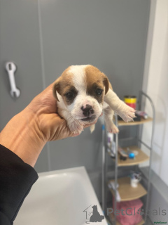 Foto №4. Ich werde verkaufen jack russell terrier in der Stadt Heusenstamm. quotient 	ankündigung - preis - 380€