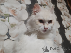 Foto №2 zu Ankündigung № 156571 zu verkaufen  - einkaufen Weißrussland quotient 	ankündigung