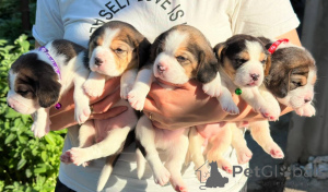 Foto №1. beagle - zum Verkauf in der Stadt Tiraspol | verhandelt | Ankündigung № 124815