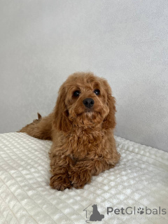 Foto №1. mischlingshund - zum Verkauf in der Stadt Amsterdam | verhandelt | Ankündigung № 166825