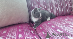 Foto №1. munchkin - zum Verkauf in der Stadt Desuu-Roxlau | 350€ | Ankündigung № 154214