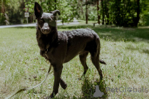 Foto №1. mischlingshund - zum Verkauf in der Stadt Minsk | Frei | Ankündigung № 150633