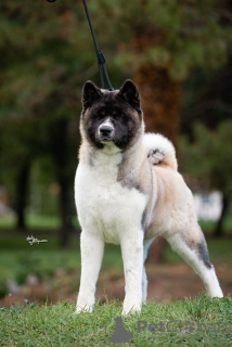 Foto №4. Ich werde verkaufen amerikanischer akita in der Stadt Ниш. züchter - preis - verhandelt