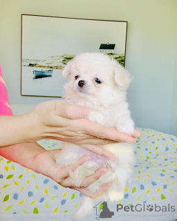 Foto №3. Chihuahua-Welpen verfügbar. Deutschland