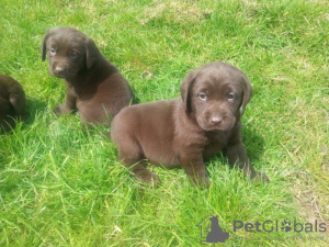 Foto №1. labrador retriever - zum Verkauf in der Stadt Утрехт | verhandelt | Ankündigung № 126472