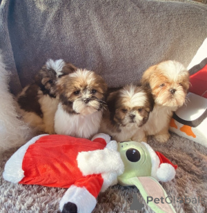 Foto №3. Shih Tzu-Welpen sind bereit für ein neues Zuhause.. Spanien