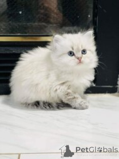 Foto №1. ragdoll-katze - zum Verkauf in der Stadt Barsel | 300€ | Ankündigung № 155352