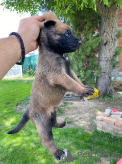 Foto №4. Ich werde verkaufen belgischer schäferhund in der Stadt Leskovac. züchter - preis - verhandelt