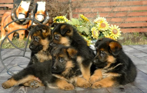 Foto №2 zu Ankündigung № 379 zu verkaufen deutscher schäferhund - einkaufen Kasachstan vom kindergarten