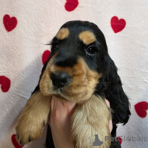 Foto №1. english cocker spaniel - zum Verkauf in der Stadt Alavus | 484€ | Ankündigung № 164543