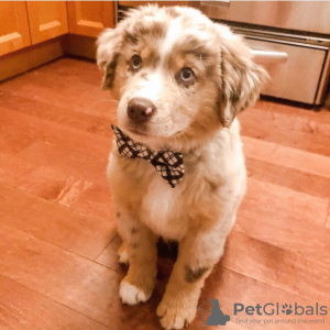 Foto №1. australian shepherd - zum Verkauf in der Stadt Gothenburg | 331€ | Ankündigung № 120257