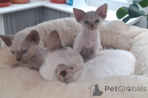 Foto №2 zu Ankündigung № 161067 zu verkaufen devon rex - einkaufen Deutschland züchter
