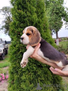 Foto №3. Beagle-Welpen zu verkaufen. Weißrussland