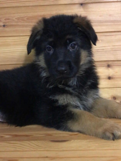 Foto №2 zu Ankündigung № 2191 zu verkaufen deutscher schäferhund - einkaufen Russische Föderation vom kindergarten, züchter