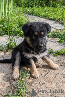 Foto №1. mischlingshund - zum Verkauf in der Stadt Москва | Frei | Ankündigung № 102260