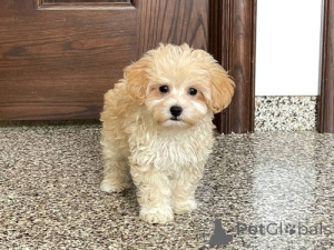 Foto №1. maltipu - zum Verkauf in der Stadt New York | 531€ | Ankündigung № 142265