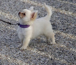 Foto №1. chihuahua - zum Verkauf in der Stadt Aalen | verhandelt | Ankündigung № 167122