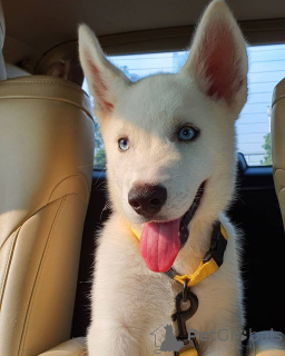 Foto №1. siberian husky - zum Verkauf in der Stadt Jindrichuv HRADEC | 900€ | Ankündigung № 162868