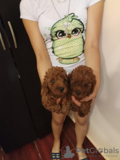 Foto №3. Roter Zwerg pudel. Serbien