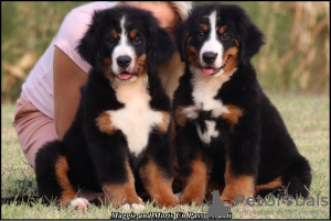 Foto №1. berner sennenhund - zum Verkauf in der Stadt Belgrad | verhandelt | Ankündigung № 114984