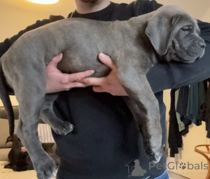 Foto №1. cane corso italiano - zum Verkauf in der Stadt Aroygala | verhandelt | Ankündigung № 159854