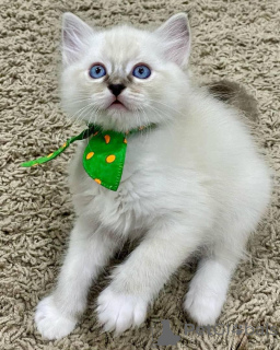 Foto №1. ragdoll-katze - zum Verkauf in der Stadt Iisalmi | 450€ | Ankündigung № 168917