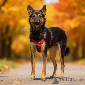 Foto №3. Chipa, 1 Jahr alt, ist ein energiegeladener, lustiger und sehr häuslicher Hund!. Russische Föderation