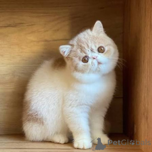 Foto №2 zu Ankündigung № 173298 zu verkaufen exotische kurzhaarkatze - einkaufen Polen quotient 	ankündigung, züchter