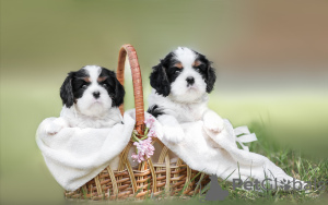 Foto №2 zu Ankündigung № 100617 zu verkaufen cavalier king charles spaniel - einkaufen Weißrussland vom kindergarten