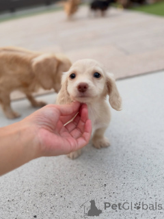 Foto №1. dackel - zum Verkauf in der Stadt Linz | verhandelt | Ankündigung № 163658