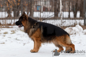 Foto №1. deutscher schäferhund - zum Verkauf in der Stadt Tscheljabinsk | verhandelt | Ankündigung № 126844