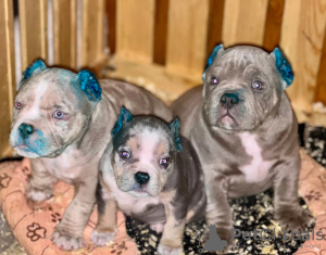 Foto №2 zu Ankündigung № 81819 zu verkaufen american bully - einkaufen USA quotient 	ankündigung, züchter