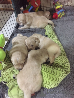 Zusätzliche Fotos: Gesunde Golden Retriever-Welpen stehen jetzt zum Verkauf