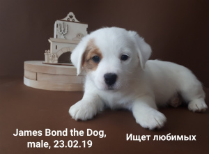 Foto №3. Jack Russell Terrier Welpe. Russische Föderation